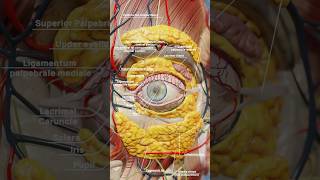 Eye anatomy 3D visualization with VOKA Anatomy Pro's realistic 3D models #3danatomy