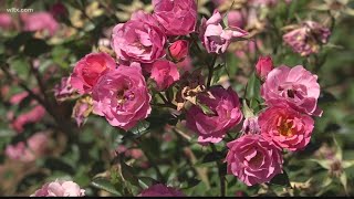 Golden anniversary of the Orangeburg festival of Roses