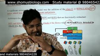ABC model of flower development in arabidopsis CSIR NET | ABC model of flowering