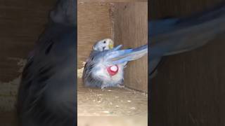Budgie Laying Egg