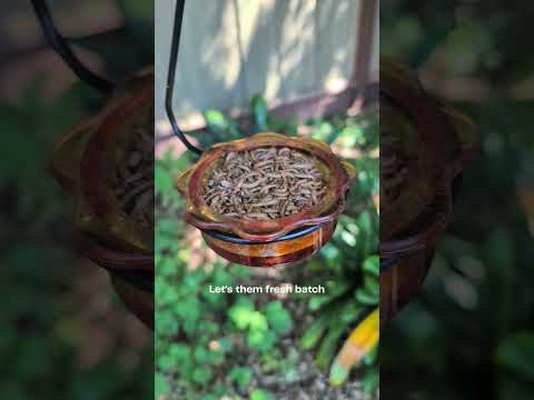 Feeding time - giving the backyard birds a fresh batch of live mealworms.