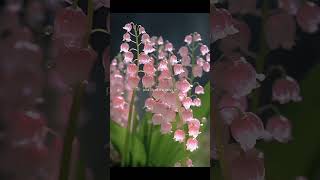 Lily of the Valley - Pink Feet
