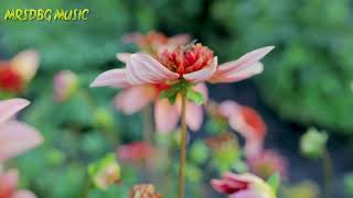 LOVE 💘 SONG 🎵 #web music