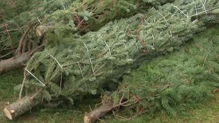 Trees for Troops: Free Christmas trees for military personnel