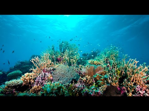 La Grande Barri&egrave;re de corail est le plus grand r&eacute;cif corallien du monde