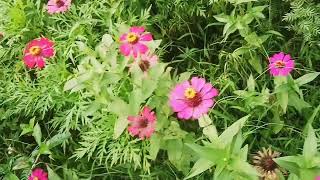 old Hindi song with flowers 🌺