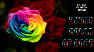 Type of Roses, Every Color of Rose with Quotes