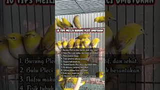 10 TIPS SAAT MEMILIH PLECI OMBYOKAN YAN BAGUS DAN PROSPEK #shorts #pleci #terapipleci #fyp