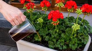 Feed geraniums THIS and they will explode with flowers. My top 5 bloom boosters