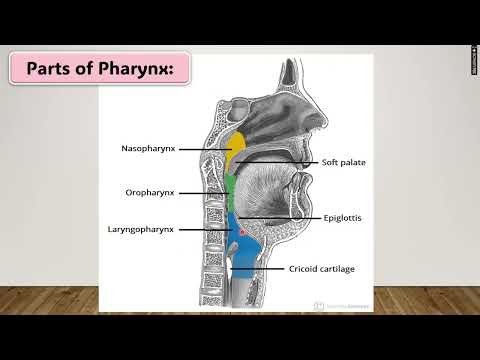 Git Module Practical Projector Cestodes Youtube - Best Vintage Textures in Full HD