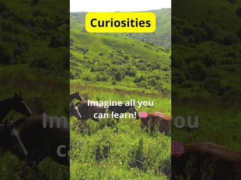 Curiosities