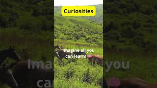 Curiosities