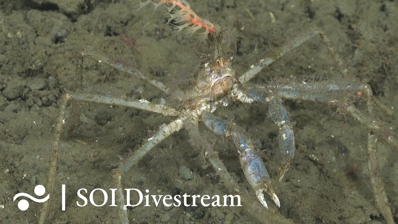 Taitao Seeps Soi Divestream 756 Part 2 Youtube