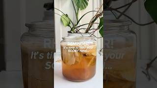 Don't forget to feed your SCOBY hotel! #kombucha #scobyhotel #scoby
