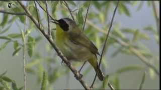 Male Common Yellowthroat
