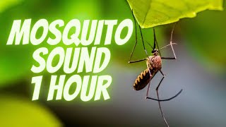 Mosquito Sound 1 hour