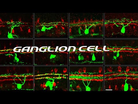 Ganglion Cells Sub Eng Retina Part 5