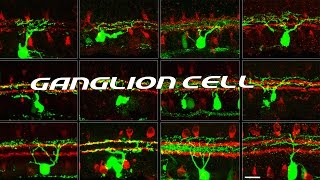 Ganglion Cells [ Sub - ENG ] - Retina part 5