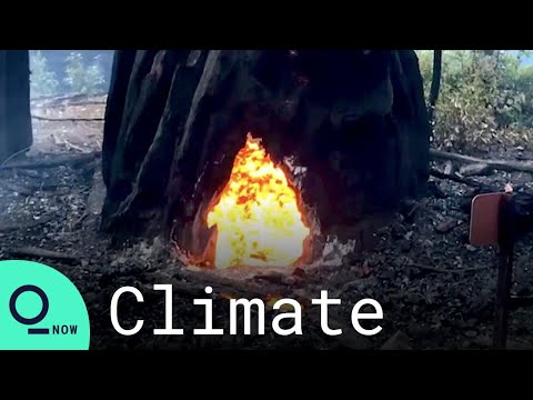 Tree Found Burning From Inside Out In California State Park