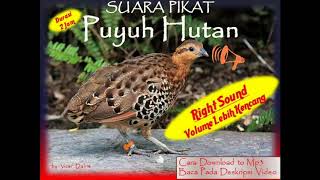 Suara Burung Puyuh Hutan Lagu Mp3 Video Mp4 3gp Waptrick