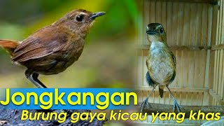 Burung Jongkangan Coklat Jantan Lagu Mp3 Video Mp4 3gp Waptrick