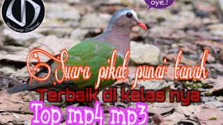 Suara Burung Punai Tanah Lagu Mp3 Video Mp4 3gp Waptrick