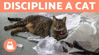 How to DISCIPLINE a CAT PROPERLY 🐱✅ (Cat Education)
