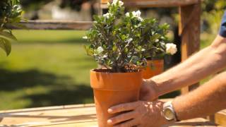 How to Keep a Potted Gardenia Indoors for the Winter : Garden Savvy