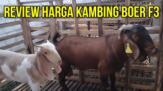 Review Harga Kambing Boer F3 dan F1 di Kandang Boerkah Jaya farm blitar