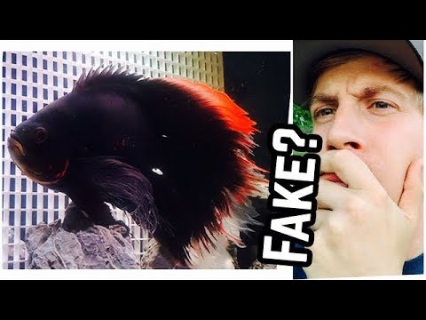 Crazy VEILTAIL Oscar Fish Can&rsquo;t be REAL