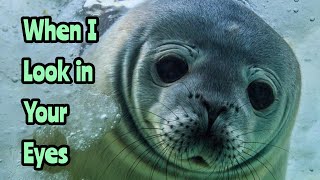 When I Look in Your Eyes from Doctor Dolittle (Ukulele, Lyrics, Chords)