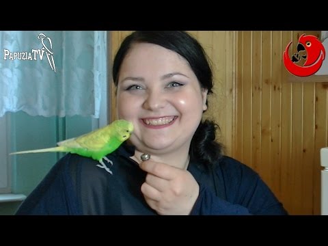 Papużka falista Stefan - najmniejszy zawodnik III Mistrzostw Polski Ptak&oacute;w Gadających