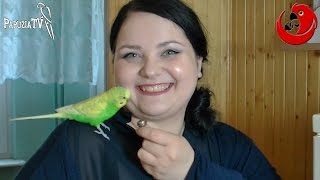 Stephen the Budgerigar &ndash; the smallest participant of the 3rd Talking Birds Championship of Poland