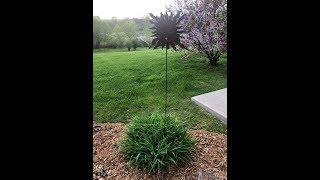 Song Sparrow Nest Live!