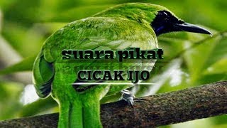 Suara Pikat Burung Cucak Ijo Lagu Mp3 Video Mp4 3gp Waptrick