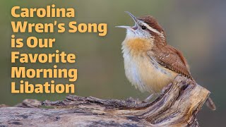 Carolina Wren's Song is Our Favorite Morning Libation