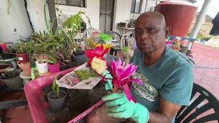 Propagating Epiphyllum Orchid Cactus with Cuttings - A Method of Rooting