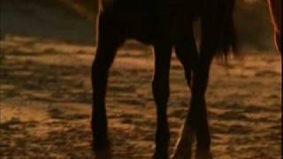 wild horses music video