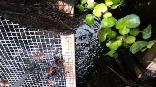 Water Hyacinth upkeep
