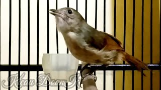 44 Koleksi Gambar Burung Flamboyan Betina Gratis Terbaru