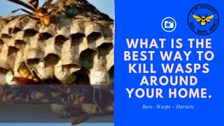 What is the best way to kill wasps around your home