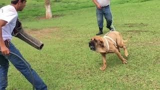 Fila Brasileiro. C&atilde;o de guarda - Canil Itanhandu