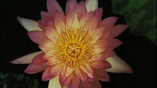 "Crying" - Don Mclean original