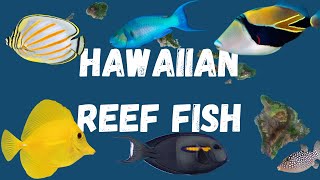 A Guide to Hawaiian Reef Fish