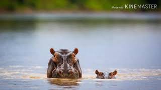 "Hip Hippopotami"