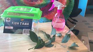 How to look after Spiny Leaf Insects