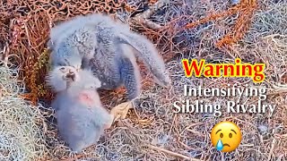 #44🦅🐥13&deg;🐥8&deg;／Winter Park Eagle Nest 2026／Against All Odds:One-Eyed Mom Eagle／by Winter Park Eagle Cam