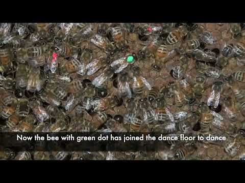 Waggle Dance We Re For Bees Other Pollinators - Premium Gradient Background Gallery - 4K