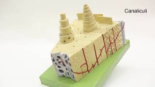 Stream Compact and Sponge Bone Model Online