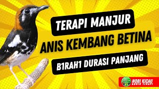Anis Kembang Betina Pancing Jantan Macet Lagu Mp3 Video Mp4 3gp